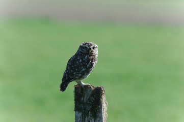 little owl on a post