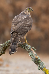 Young northern Goshawk, Accipiter gentilis, perched on its perch. Spain
