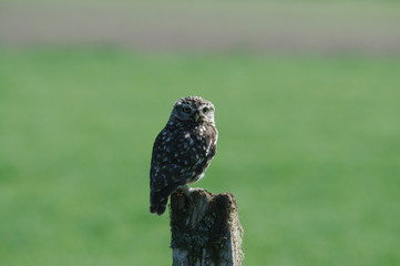 little owl on a post