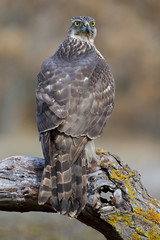 Young northern Goshawk, Accipiter gentilis, perched on its perch. Spain