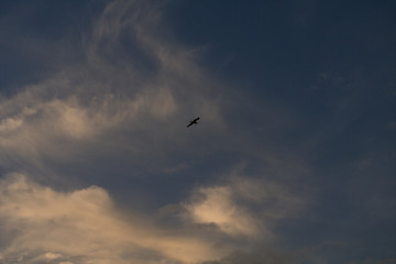 seagull in the sky,blue, fly, birds, cloud, seagull, nature,freedom, light, plane 