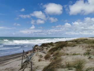 summer beach horses animal sun