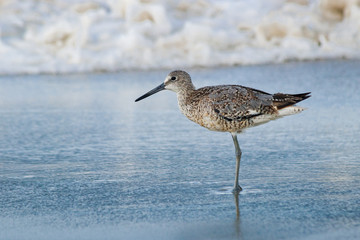 Willet Outer Banks 02