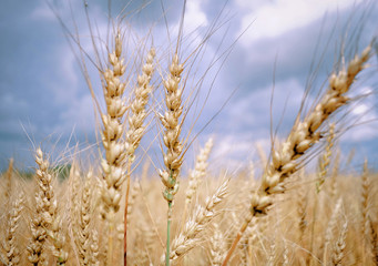 Ripe yellow ears of rye in the field