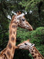 Giraffe in Nairobi National Park, Kenya