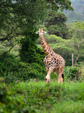 Giraffe In Nairobi National Park, Kenya