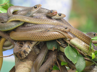 A ball of snakes on a branch on a green background. Zoo in Vietnam.