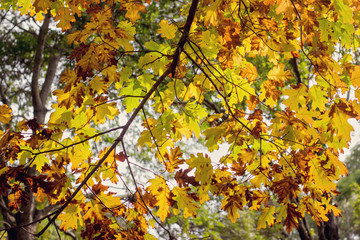 Branch with autumnal leaves illuminated by the sun