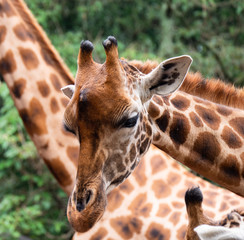 Giraffe in Nairobi National Park, Kenya