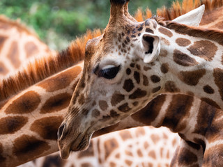Giraffe in Nairobi National Park, Kenya
