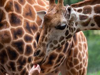 Giraffe in Nairobi National Park, Kenya