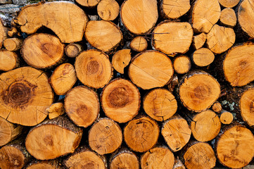 Troncos apilados para el invierno