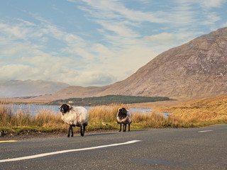 Obraz premium Sheep walking on road, Connemara National park, Ireland.Derryclare lake. Cloudy sky. Mountains.