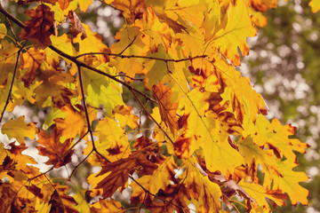 Branch with autumn leaves - closeup