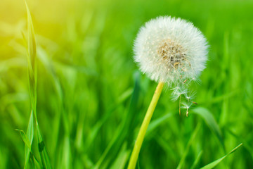 Dandelion on background of grass. Air dandelion on green grass background in the sun.