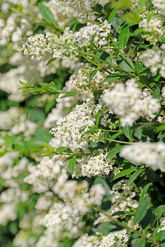 Ligustrum Vulgare" Images  Browse 1,803 Stock Photos, Vectors, and Video |  Adobe Stock