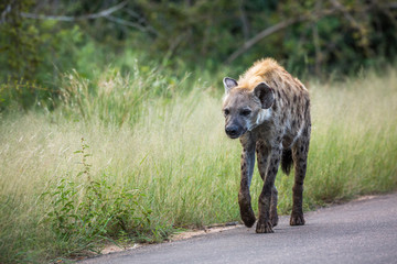 Fototapeta premium Spotted hyaena walking front view on the road in Kruger National park, South Africa ; Specie Crocuta crocuta family of Hyaenidae