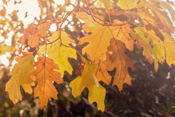 Naklejka na ściany i meble Autumnal leaves illuminated by the sun - closeup