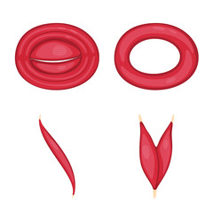 Isolated object of muscle and cells logo. Collection of muscle and anatomy vector icon for stock.