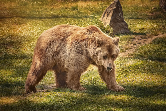 Brown bear on the green grass