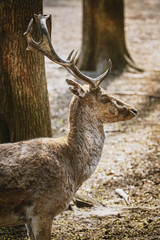 Deer in the forest