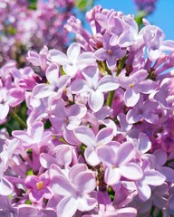 spring purple flowers