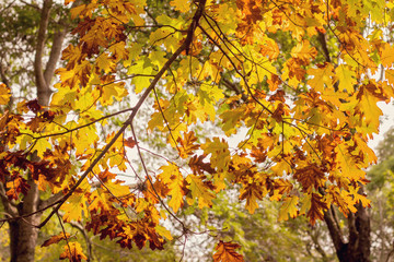 Branch with autumn leaves
