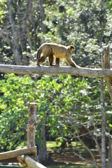 A beautiful view of Brasilia Zoo in the city.