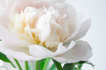 White peony flower. Close-up. Floral background for postcard, lettering, painting, wedding card, banner, flower shop