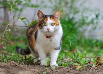 Cat has interesting original fur color.