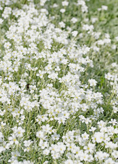 Fototapeta premium Filziges Hornkraut, Cerastium tomentosum
