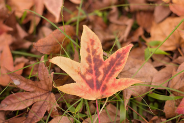 Autumnal leaves on the ground - brown in the center