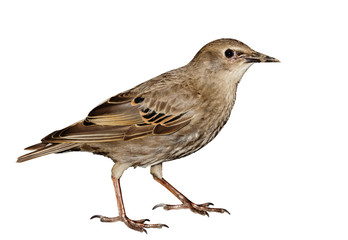 thrush
