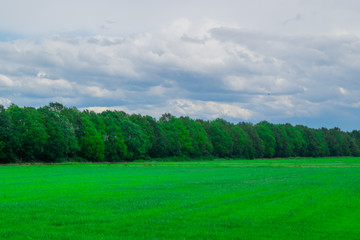 Dutch meadow in foreground of forest