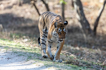 Fototapeta na wymiar Pench National Park, India- Bengal Tiger (Panthera tigris tigris)