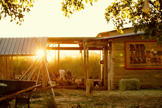 Sunrise behind chicken coop on CSA farm