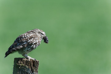 little owl on a post