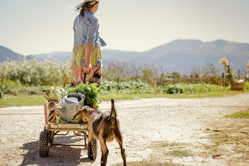 Goat follows wagon with vegetables pulled by woman
