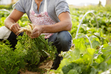 Farmer picking parsnips in field