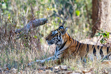 Kanha National Park, India - Bengal Tiger (Panthera tigris tigris) in the jungle