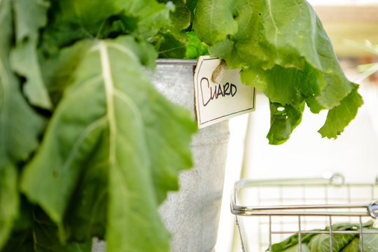 Close Up Of Fresh Chard In Metal Pail