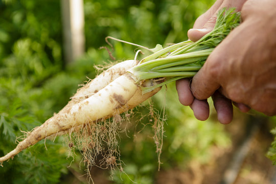 Close up of fresh picked parsnips
