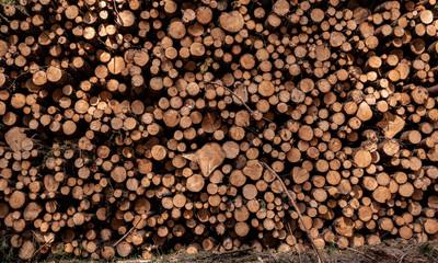 Timber harvesting. A lot of logs lying  in forest