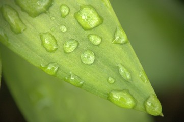 gouttes d'eau de pluie isolé, en gros plan sur feuille verte ,rosée