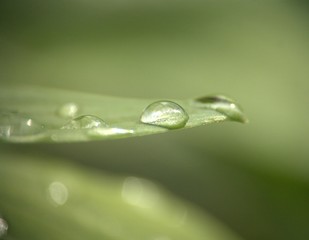 gouttes d'eau de pluie isolé, en gros plan sur feuille verte ,rosée