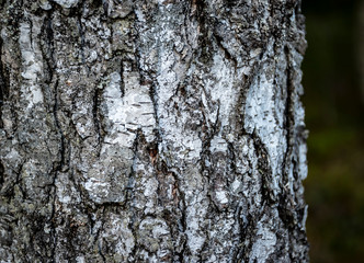 bark of a birch tree