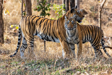 Fototapeta na wymiar Bandhavgarh National Park, India - Bengal Tiger (Panthera tigris tigris)