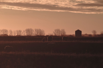 Fototapeta premium Sheep in rural sunset landscape,Patagonia,Argentina