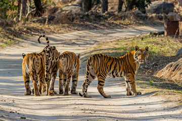 Obraz na płótnie Canvas Bandhavgarh National Park, India - Bengal Tiger (Panthera tigris tigris)