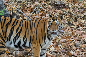 Bandhavgarh National Park, India - Bengal Tiger (Panthera tigris tigris)